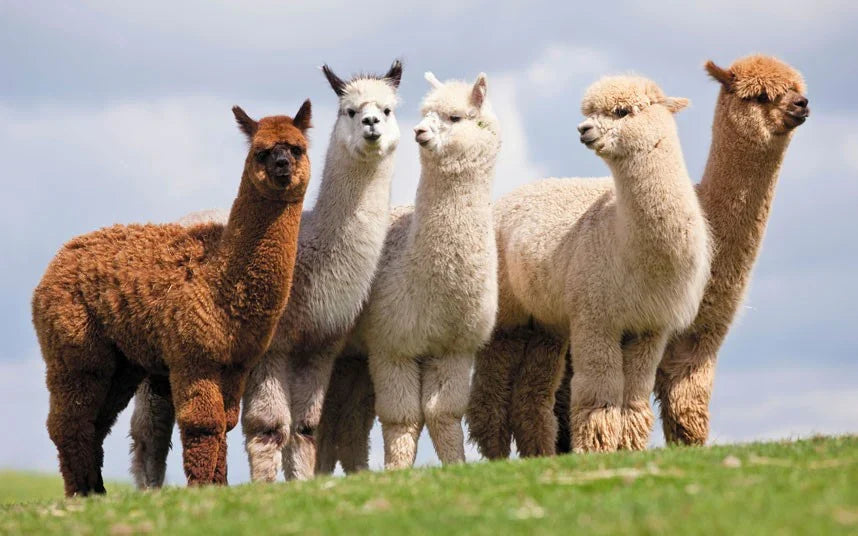 The Ultimate Alpaca Wool, Lambs Wool, Cashmere, Silk & Cotton 10,000 Pocket Spring Mattress (Choice Of Medium Or Firm)