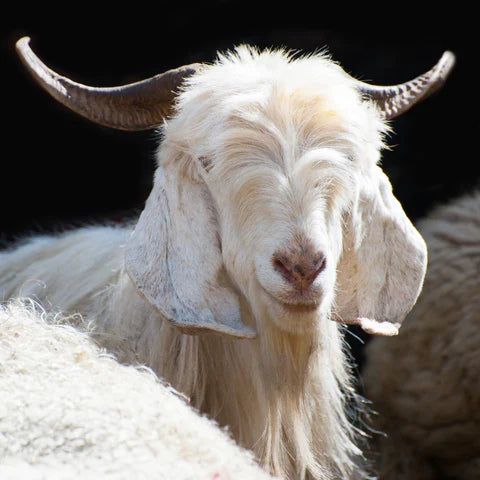 The Ultimate Alpaca Wool, Lambs Wool, Cashmere, Silk & Cotton 10,000 Pocket Spring Mattress (Choice Of Medium Or Firm)